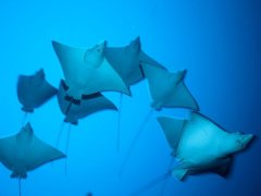 ����ɫɫ�ĺ������㣬��������֣�