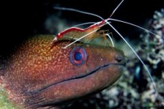 ˮ��������ǻ����淨�������Ϻ�ͺ���