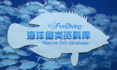 �����ظ������ϵ�һ�ú�������ʶ���