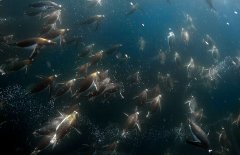 �ϼ���Ұ: ����������Ǳ��ʳ��������