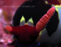 ˮ����Ӱ΢������63��