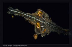 ˮ����Ӱ΢������33��