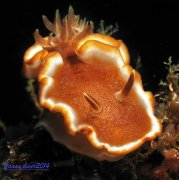 ˮ����Ӱ΢������9��