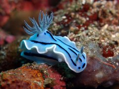 ΢�����ã������� Anilao