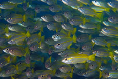 ȫ��Կ�ǰ��-�����ǵ� Dumaguete