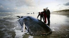 ������̲5ͷ�޾���ǳ����