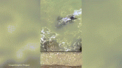 �������ձ�����ɱ��ǳ�����ϻ�ˮ����ɱ