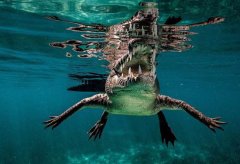 �����ڹŰ�Ǳˮ�������� ��ˮ��ɱ�֡������ع�